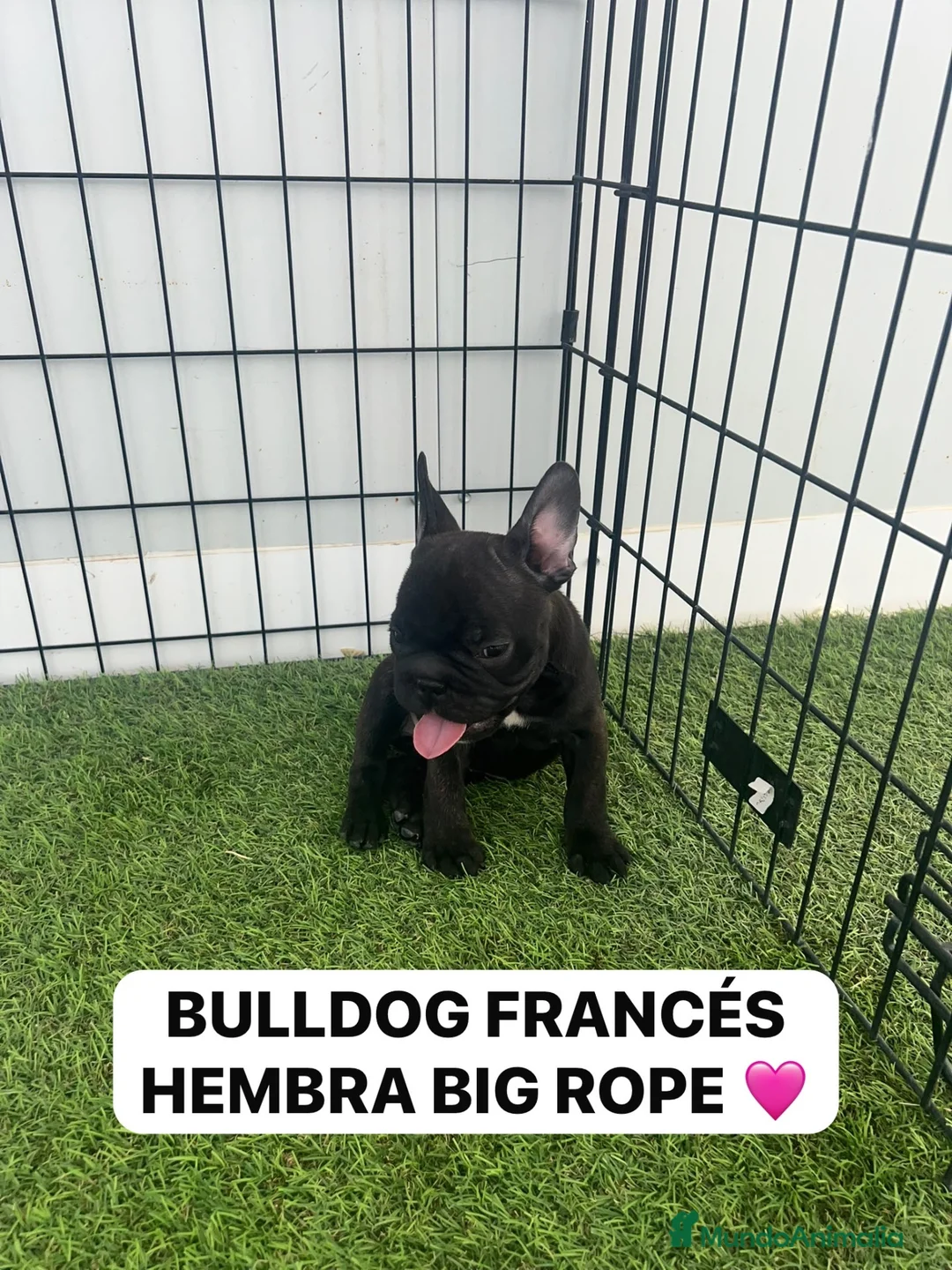 Bulldog Francés perros en venta: DOS CACHORRAS PRECIOSAS BULLDOG FRANCÉS BIG ROPE  - Anuncio 2