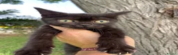 Británico de Pelo Corto gatos en venta: Brithis y Scottish  - Anuncio 7