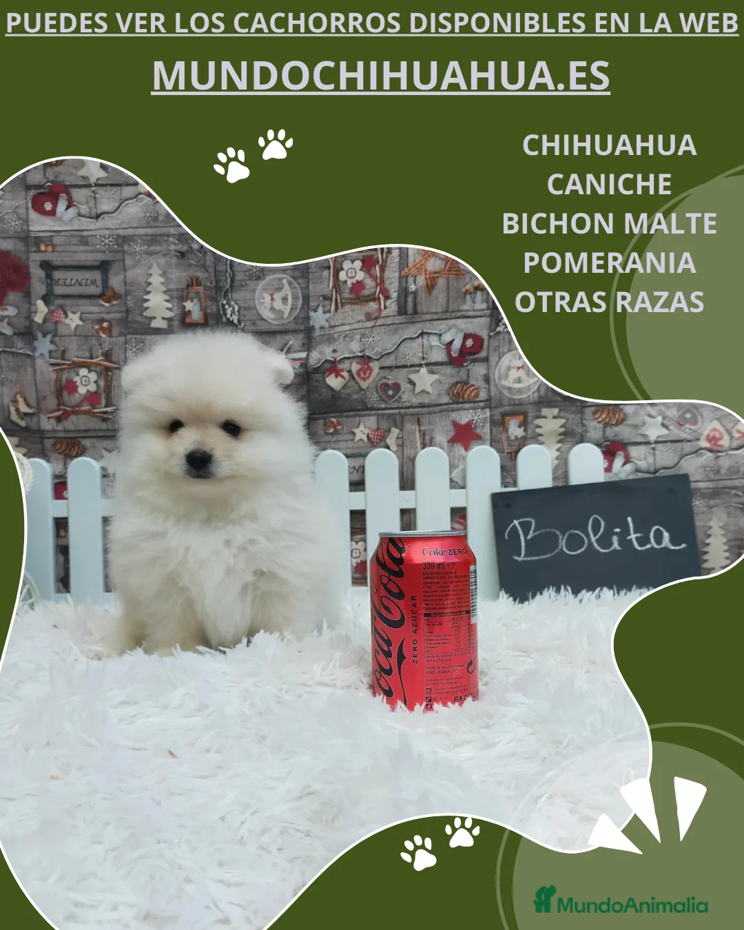 Pomerania perros en venta: POMERANIA  LINEA TOY   MUY CHATO - Anuncio 5
