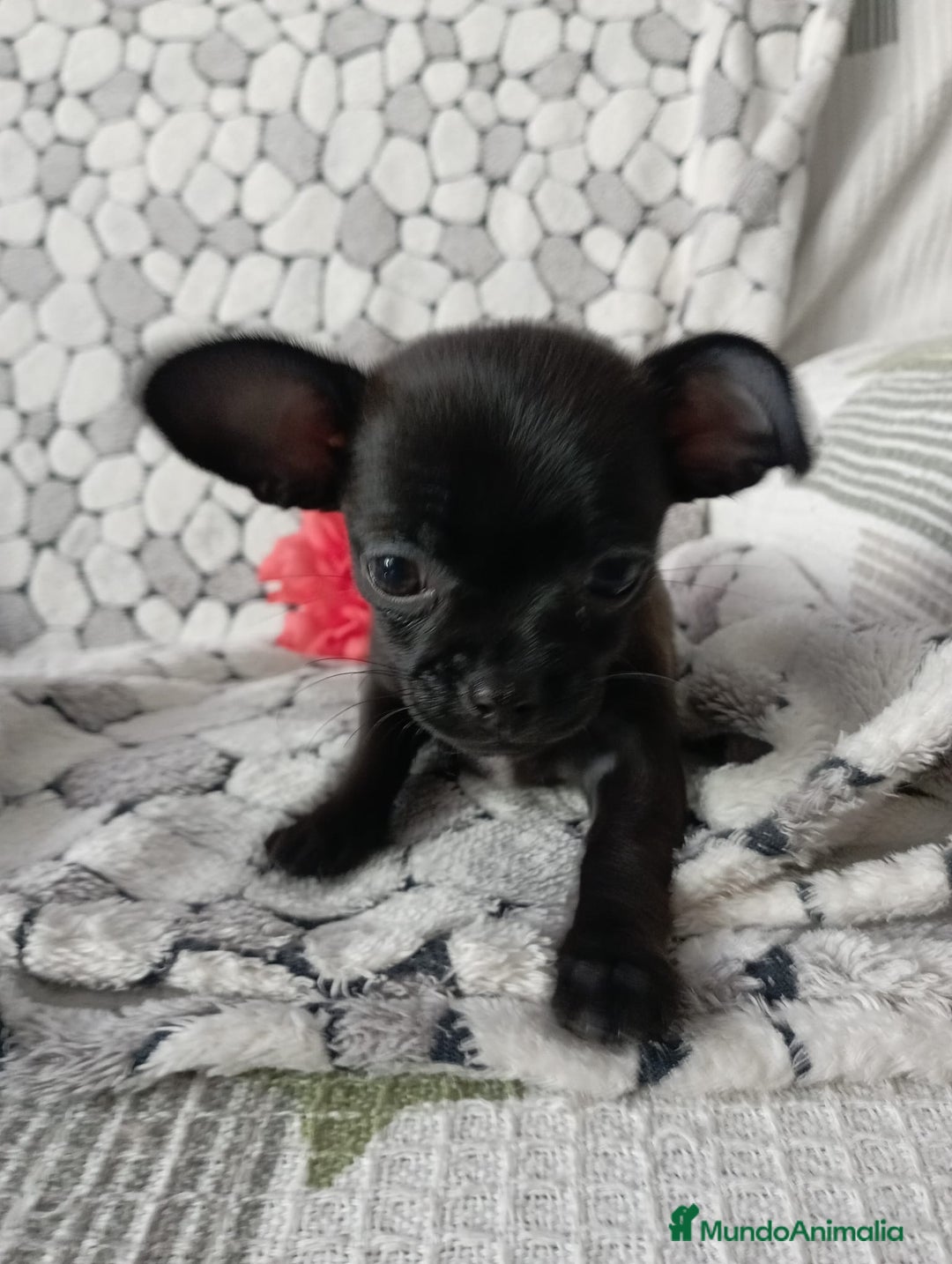 Chihuahua perros en venta: Chihuahua toy colores exóticos pelo largo y corto  - Anuncio 4