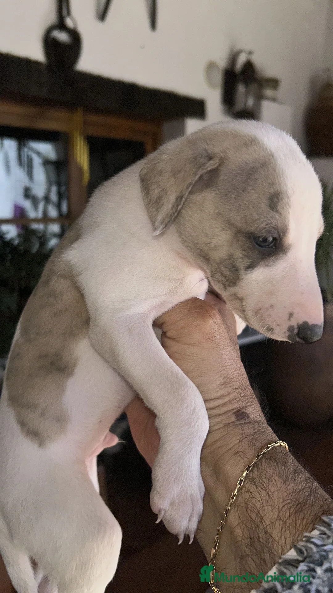 Whippet perros en venta: Preciosos whipper. - Anuncio 1