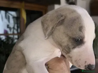 Whippet perros Preciosos whipper. - Anuncio 3