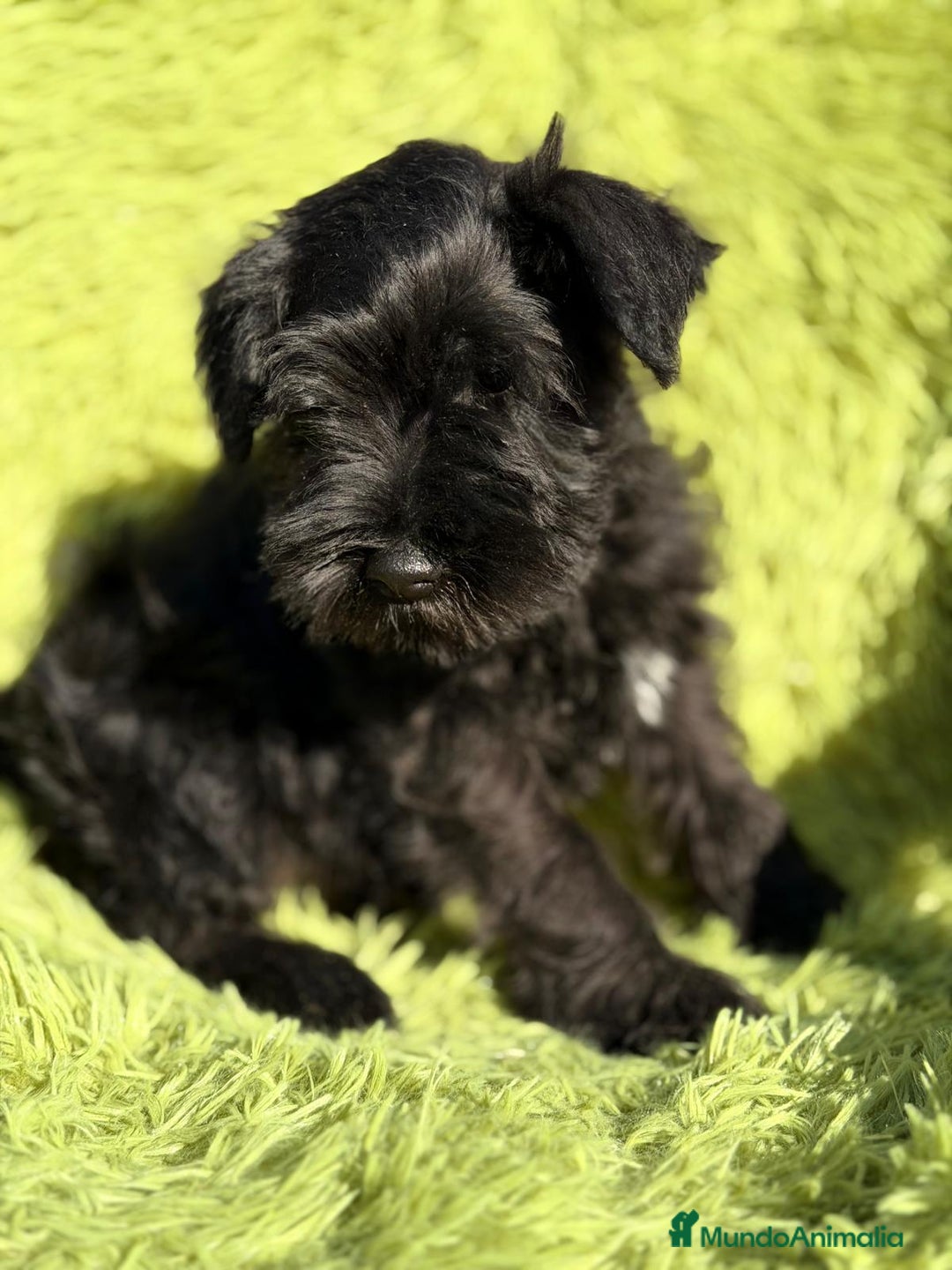 Schnauzer Miniatura perros en venta: SCHNAUZER MINIATURA NEGRO  - Anuncio 6