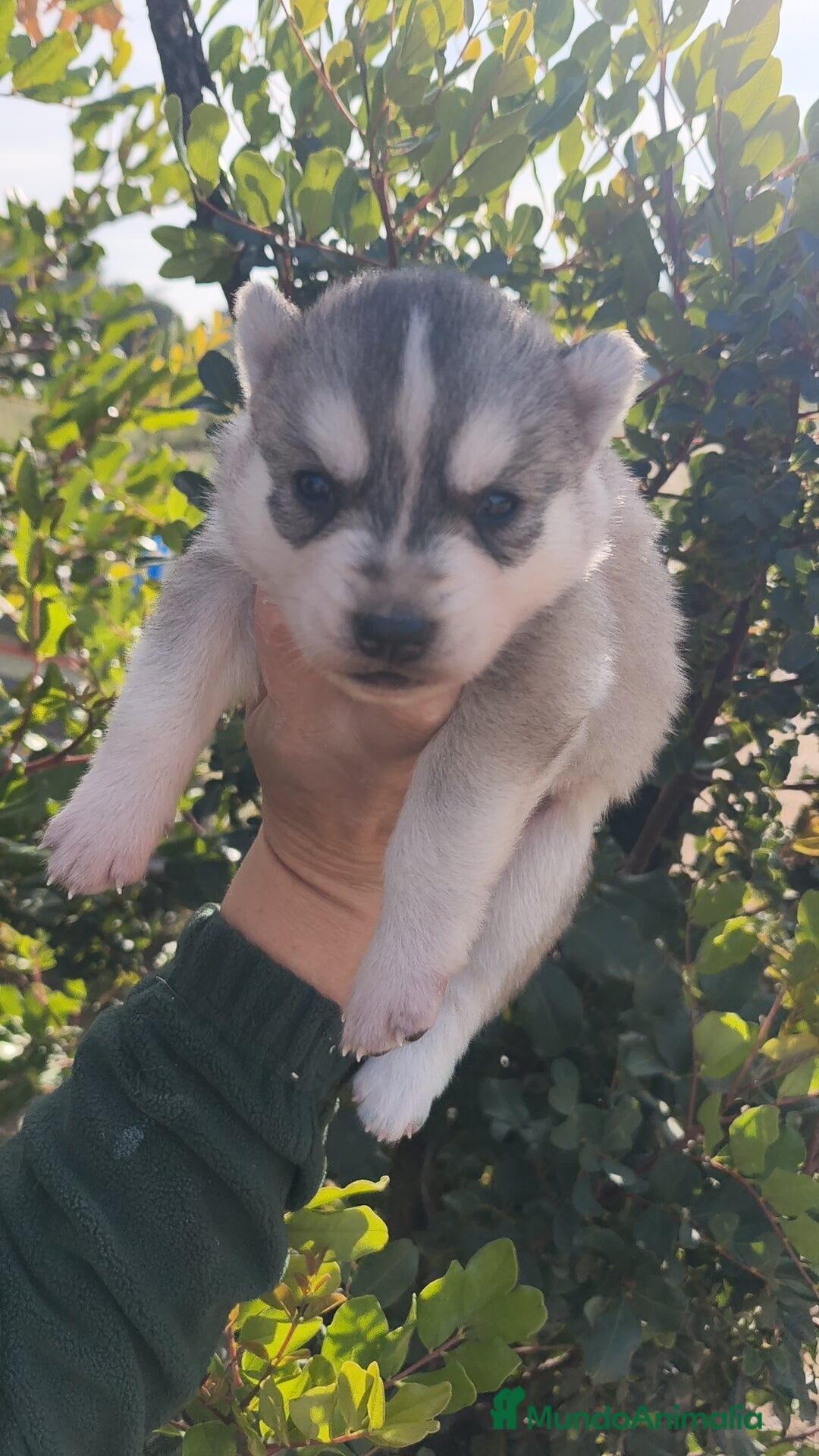 Husky Siberiano perros Husky SIBERIANO Macho y Hembra  - Anuncio 2