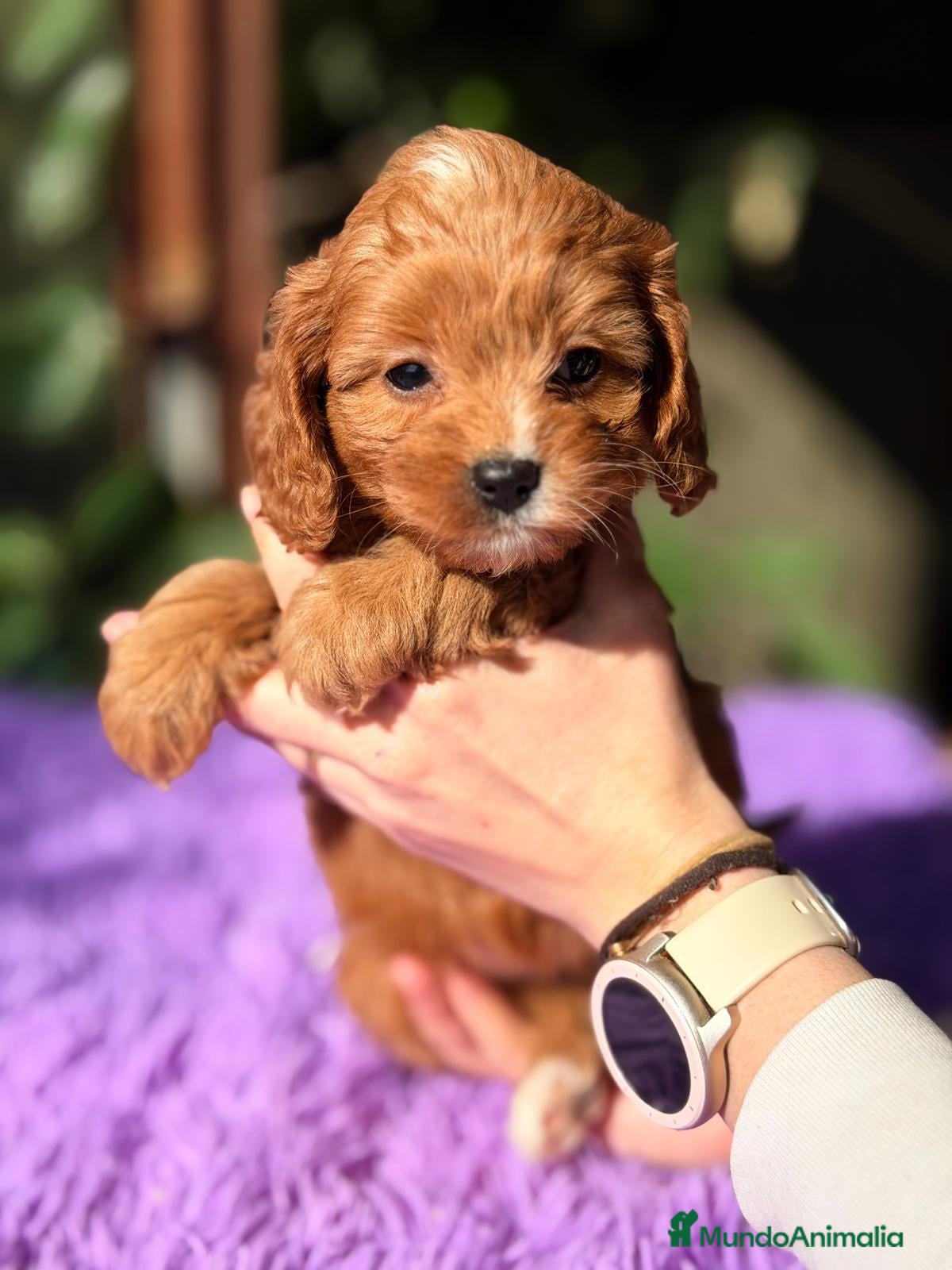 Cavapoo perros CAVAPOO ROJO - Anuncio 2