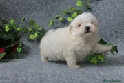 Bichón Maltés Cachorro 5