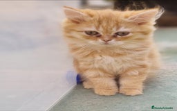 Persa gatos en venta: Gatos persa - Imagen 4