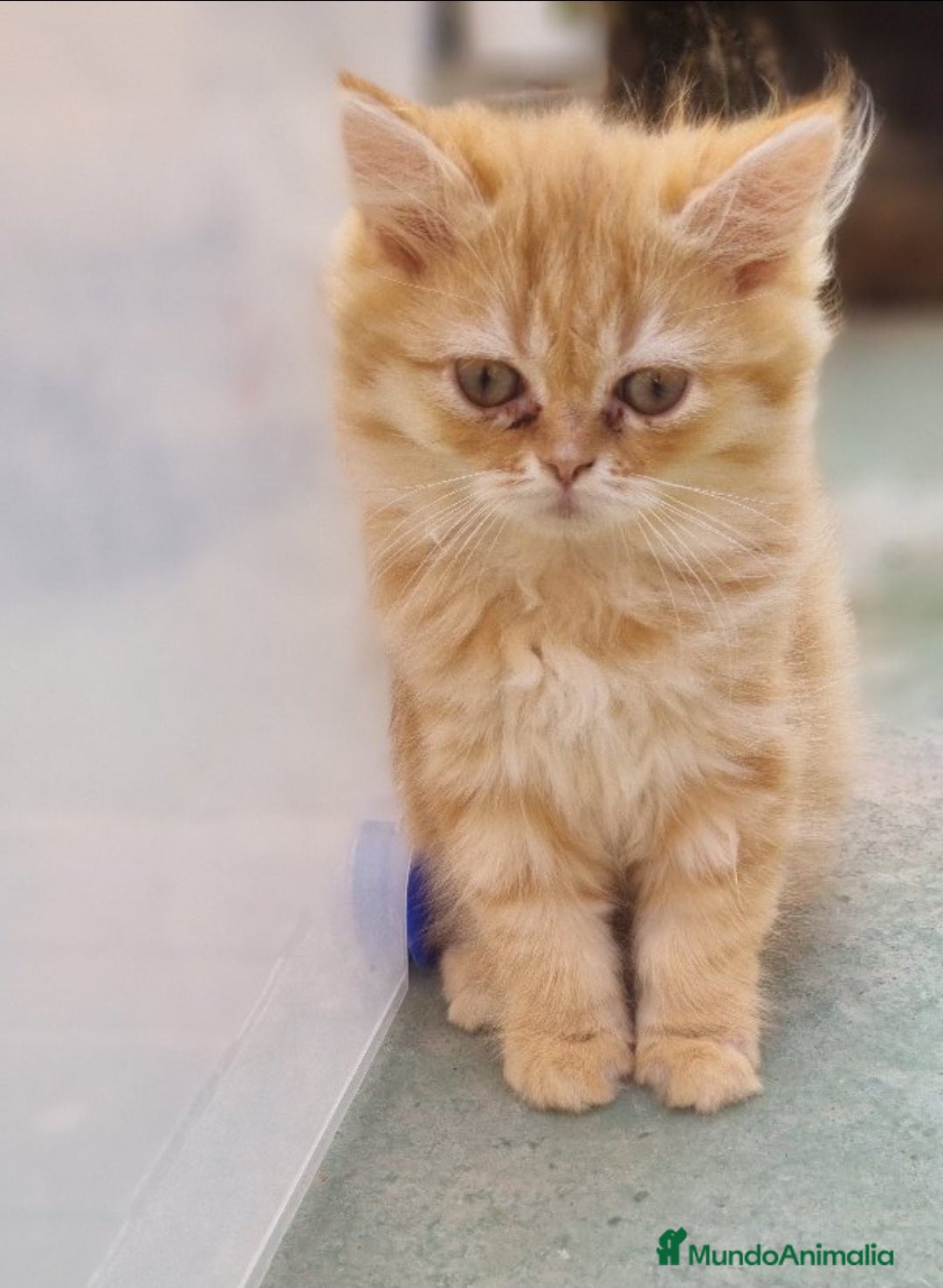 Persa gatos en venta: Gatos persa - Imagen 4