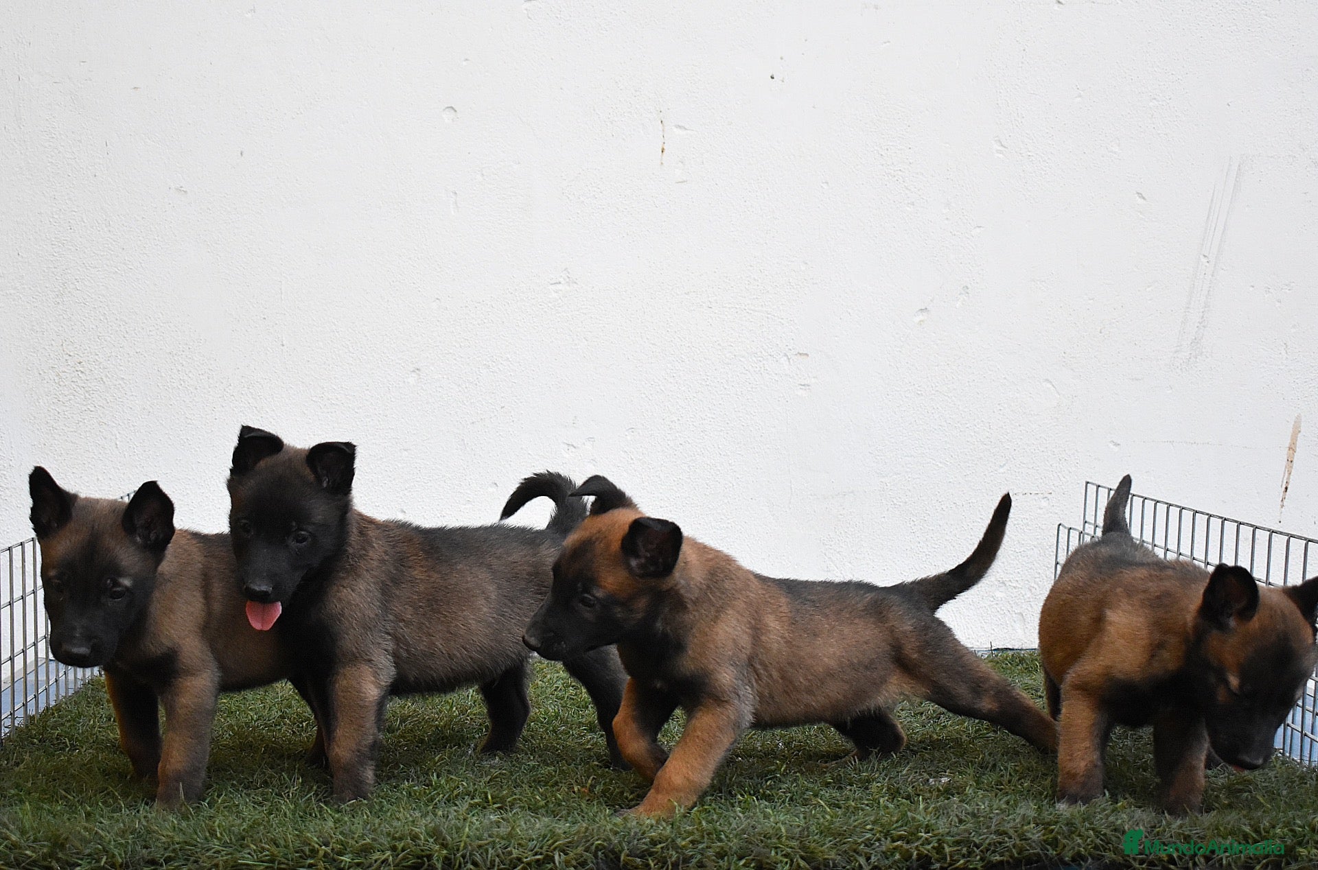 Pastor Belga Malinois perros pastor belga malinois  - Anuncio 2