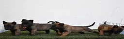 Pastor Belga Malinois perros en venta: pastor belga malinois  - Anuncio 1