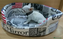 Chihuahua perros en venta: chihuahuas - Imagen 6