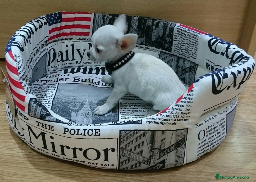 Chihuahua perros en venta: chihuahuas - Imagen 6