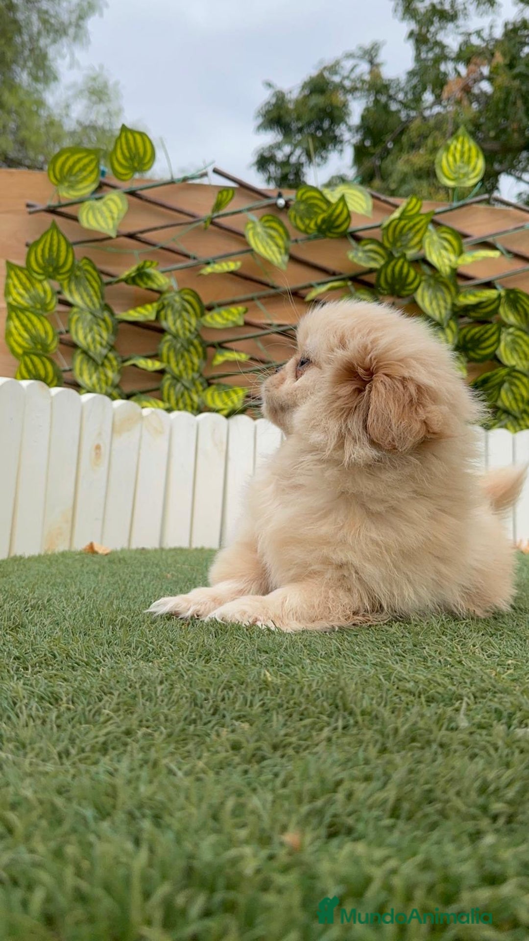 Pekinés perros en venta: PEKINES IMPERIAL - Imagen 12