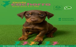 Dobermann perros en venta: DOBERMANN - Imagen 1
