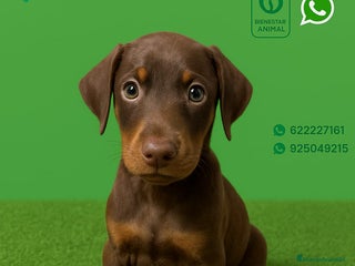 Dobermann perros - Anuncio 3