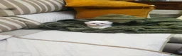 Bichón Maltés perros en venta: Bichón Maltés  - Anuncio 2