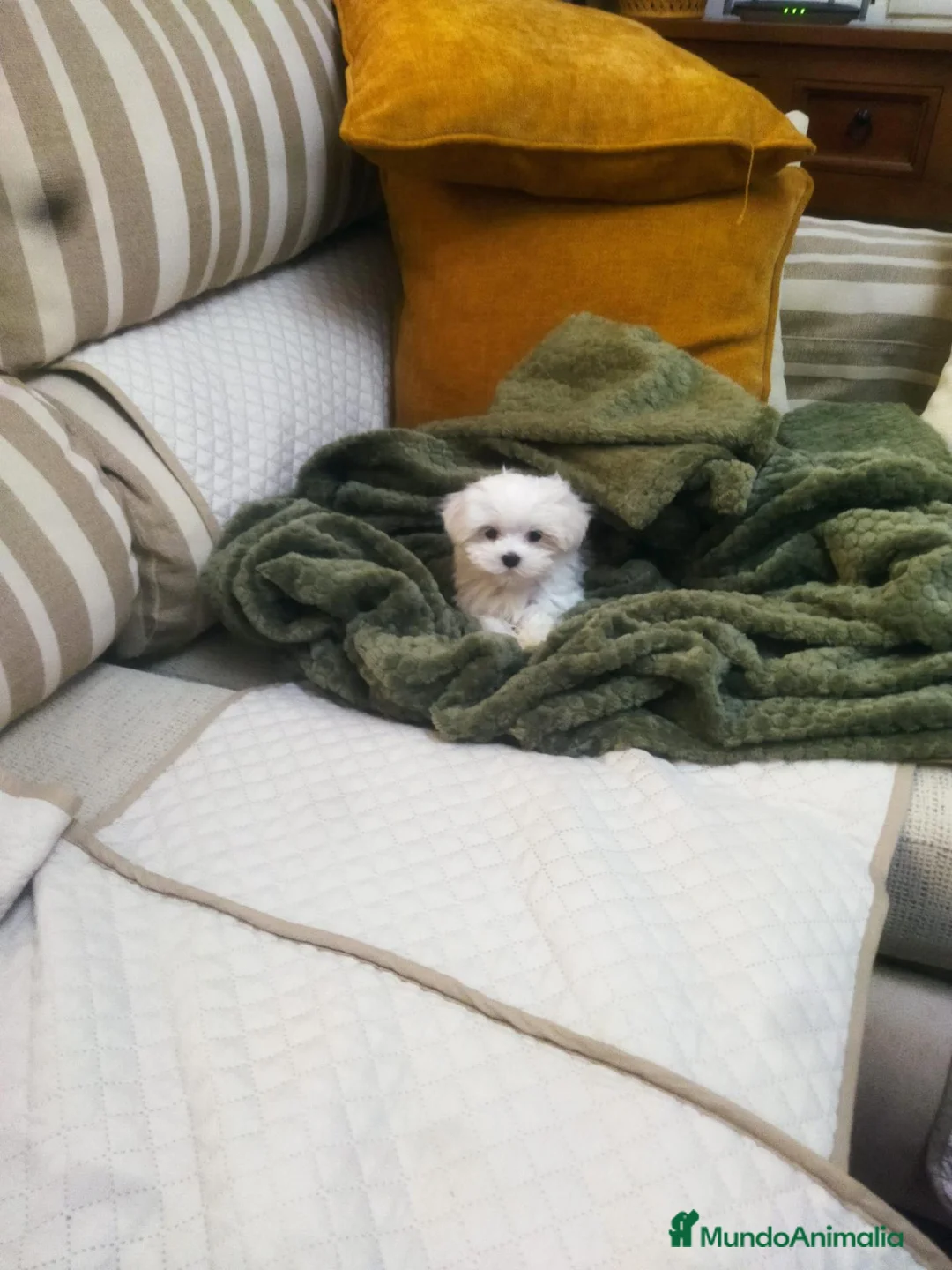 Bichón Maltés perros en venta: Bichón Maltés  - Anuncio 2