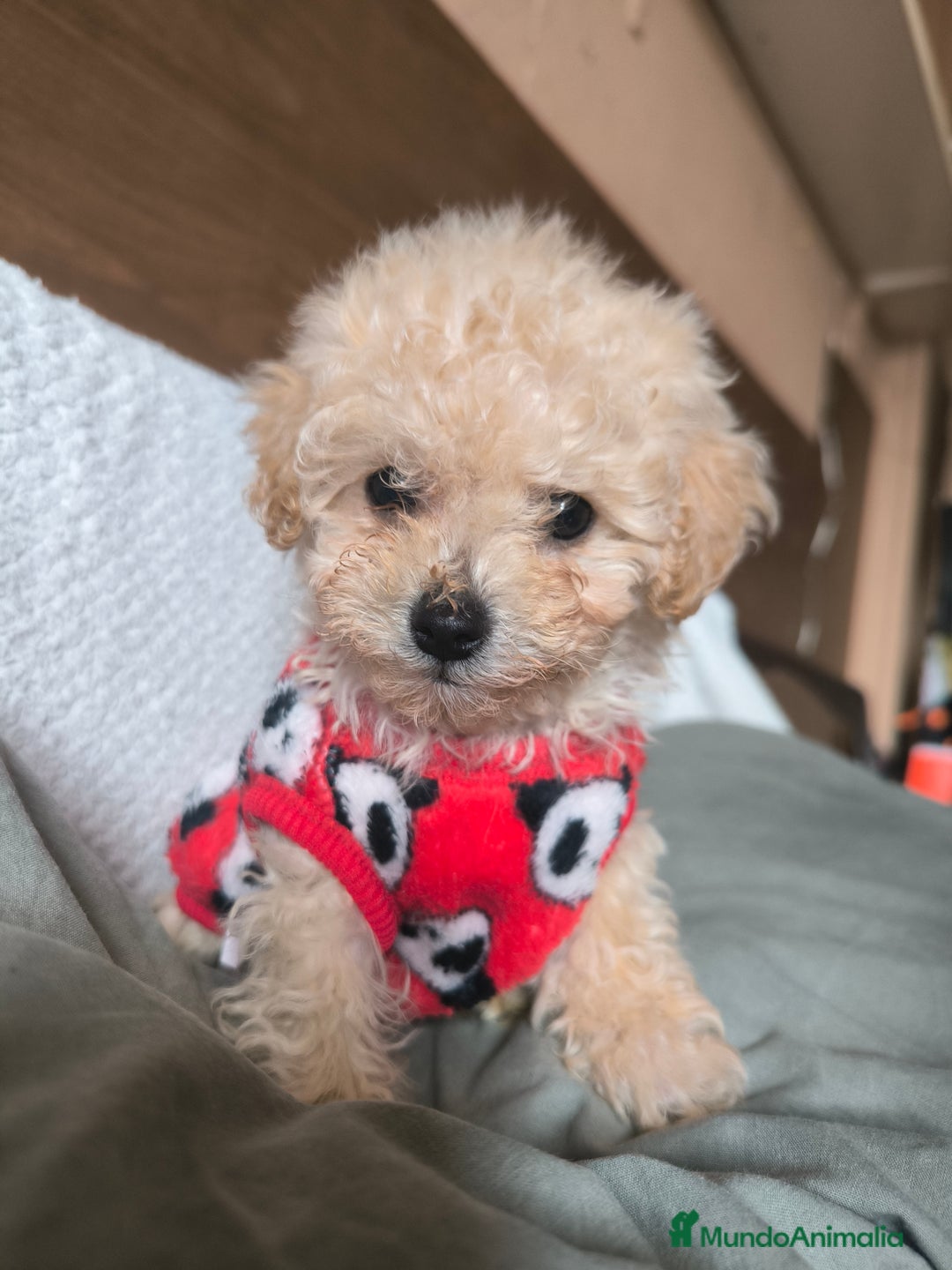 Caniche Toy perros en venta: Caniche mini toy  - Anuncio 4