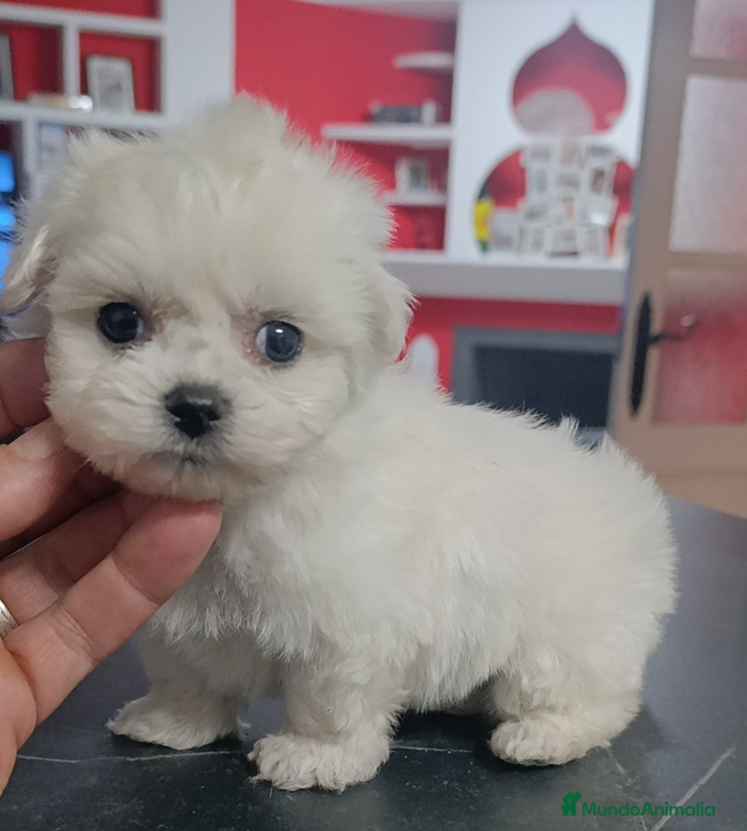 Bichón Maltés perros en venta: Bichón maltés linea coreana  - Imagen 1
