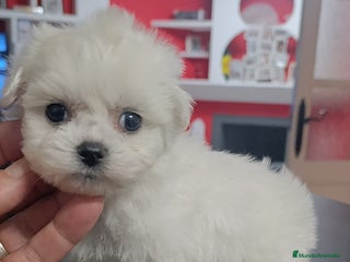 Bichón Maltés perros - Anuncio 13