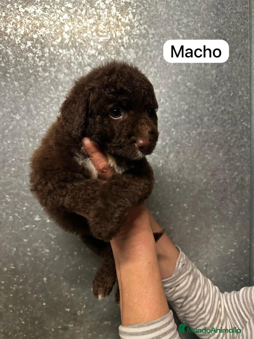 Perro de Agua Español perros en venta: Precisoso Perros de Agua Español  - Anuncio 2