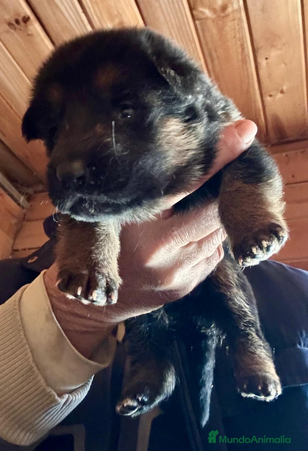 Pastor Alemán perros en venta: Pastor alemán belleza  - Anuncio 6