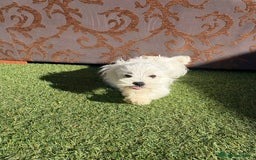 Raza Mixta perros en venta: Maltipom - Imagen 8