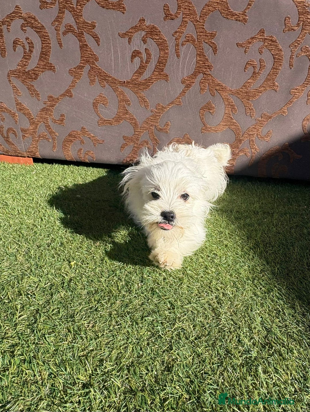 Raza Mixta perros en venta: Maltipom - Imagen 8