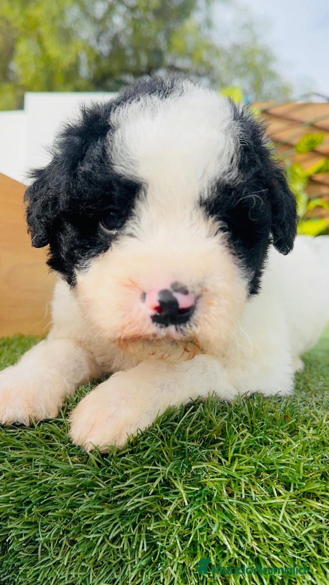 Perro de Agua Español perros en venta: PERRO DE AGUA ESPAÑOL - Anuncio 3