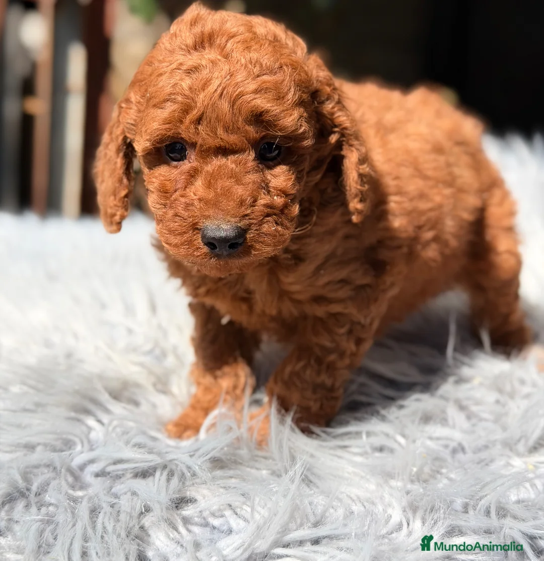 Caniche Enano perros en venta: Caniche enano  rojo  - Anuncio 1