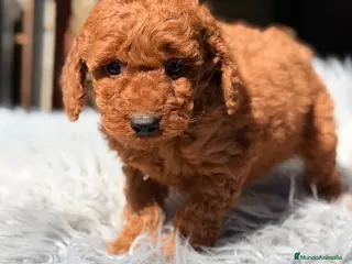 Caniche Enano perros Caniche enano rojo - Anuncio 2
