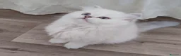 Británico de Pelo Largo gatos en venta: British Chinchilla  - Anuncio 4