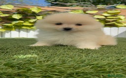 Pomerania perros en venta: POMERANIA BLANCA HEMBRA  - Imagen 2