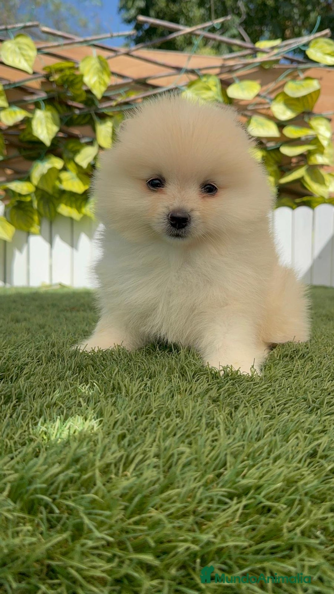 Pomerania perros en venta: POMERANIA BLANCA HEMBRA  - Imagen 2