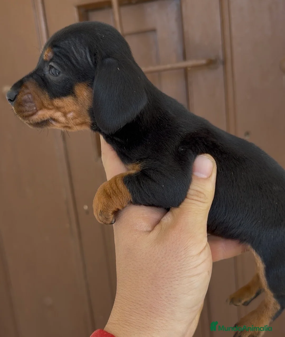 Teckel Miniatura perros en venta: Teckel miniatura - Anuncio 2