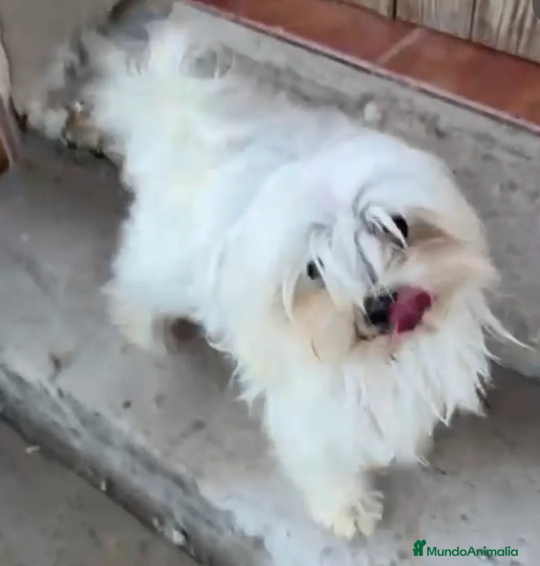 Maltipoo perros en venta: MALTIPOO - Anuncio 1