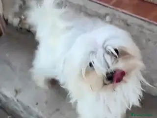 Maltipoo perros MALTIPOO - Anuncio 3