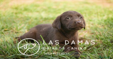 Labrador Retriever perros - Propaganda 8