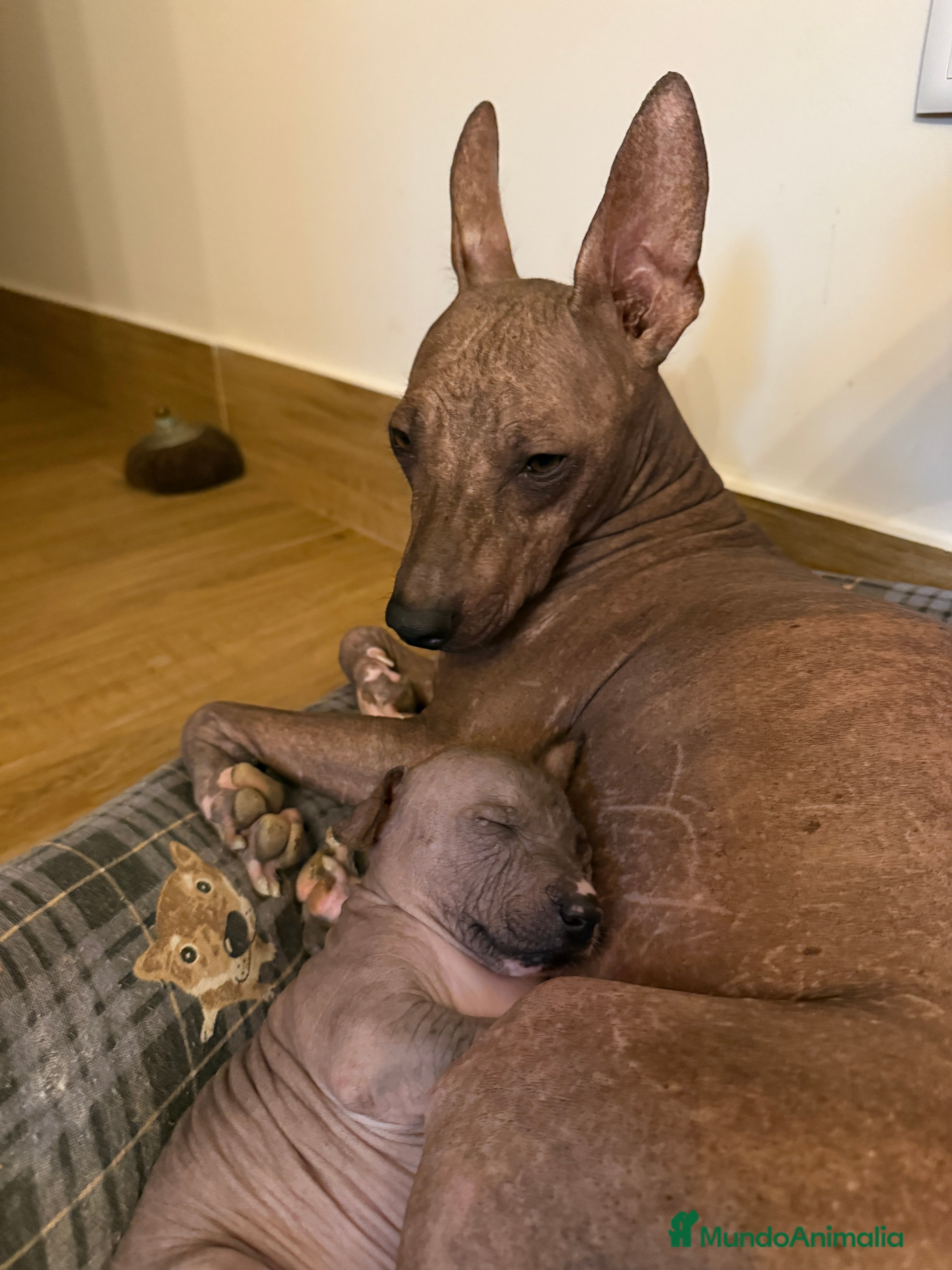 Xoloitzcuintle - Perro Sin Pelo Mexicano perros Xoloitzcuintle mediano - Anuncio 1
