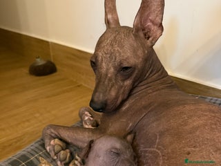 Xoloitzcuintle - Perro Sin Pelo Mexicano perros Xoloitzcuintle mediano - Anuncio 25