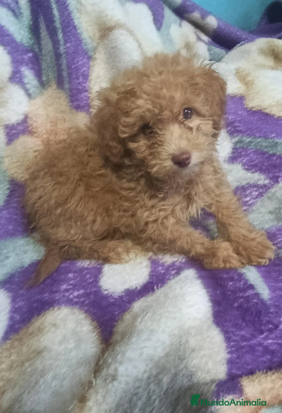 Maltipoo perros en venta: MALTIPO - Anuncio 1