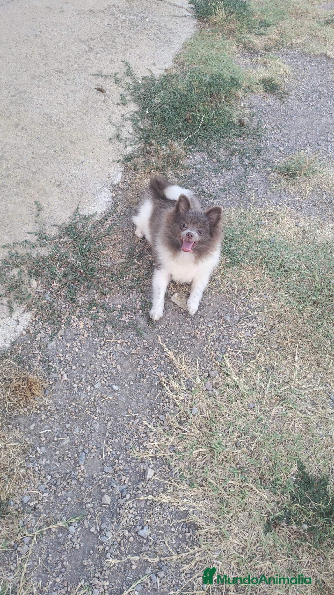 Pomerania perros Pomerañia toy - Anuncio 1