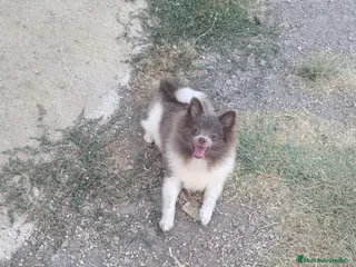 Pomerania perros Pomerañia toy - Anuncio 1