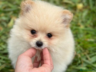 Pomerania perros en Barcelona - Anuncio 30