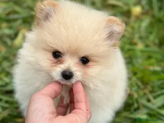 Pomerania perros POMERANIA CREMA DISPONIBLES! en Barcelona - Anuncio 7