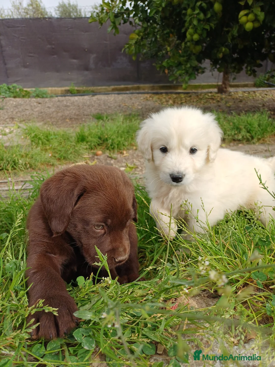 Golden Retriever perros en venta: Goden retriever disponible  en Huelva - Anuncio 1