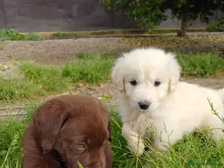 Golden Retriever perros Goden retriever disponible en Huelva - Anuncio 3