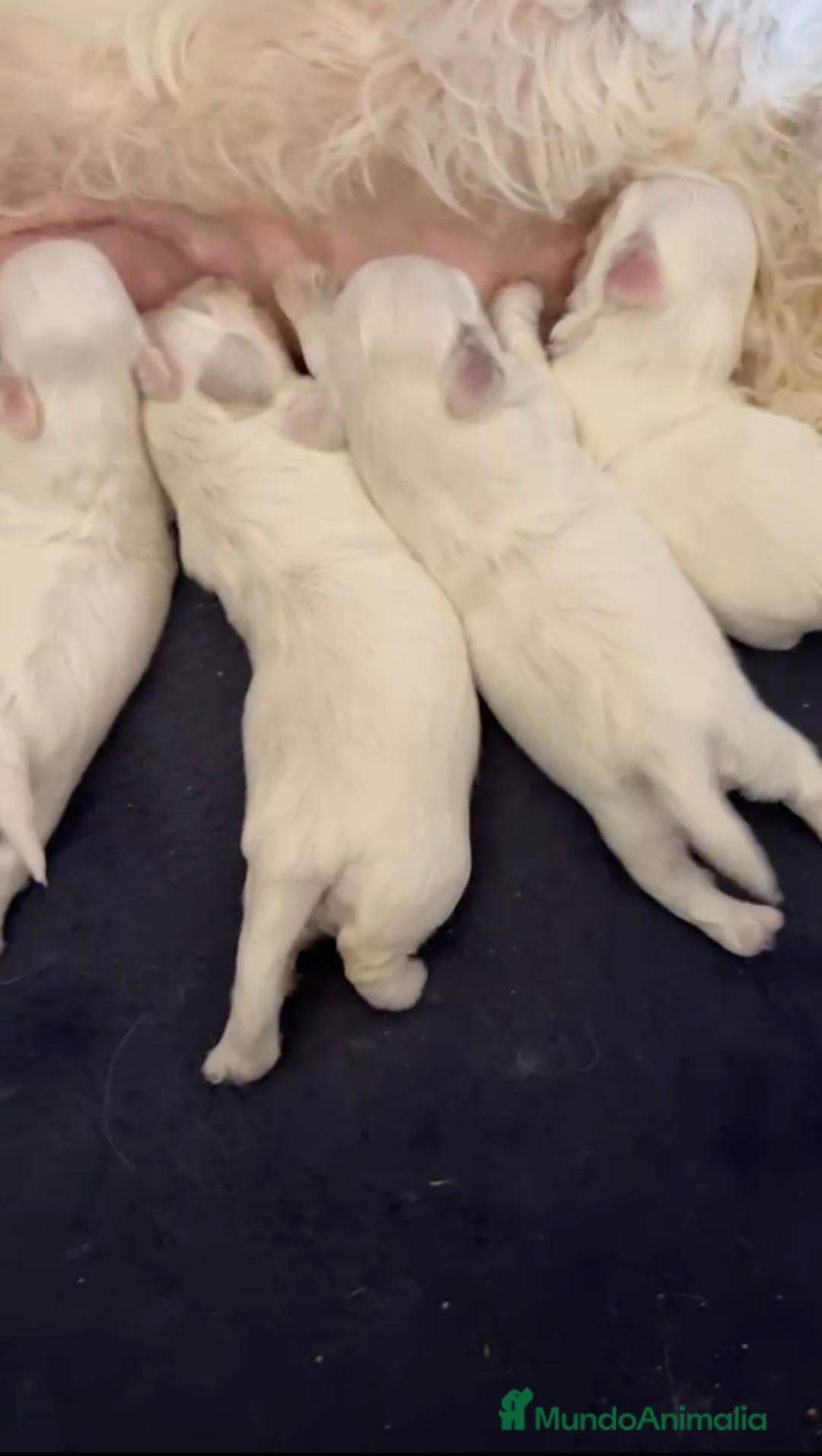 Bichón Maltés perros Bichon maltés  - Anuncio 1
