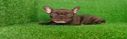 Bulldog Francés perros en venta: Bulldog francés  - Anuncio 21