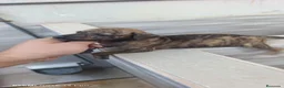 Whippet perros en venta: Cachorros de Whippet  - Anuncio 8